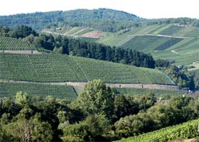 Vineyards of the river Moselle